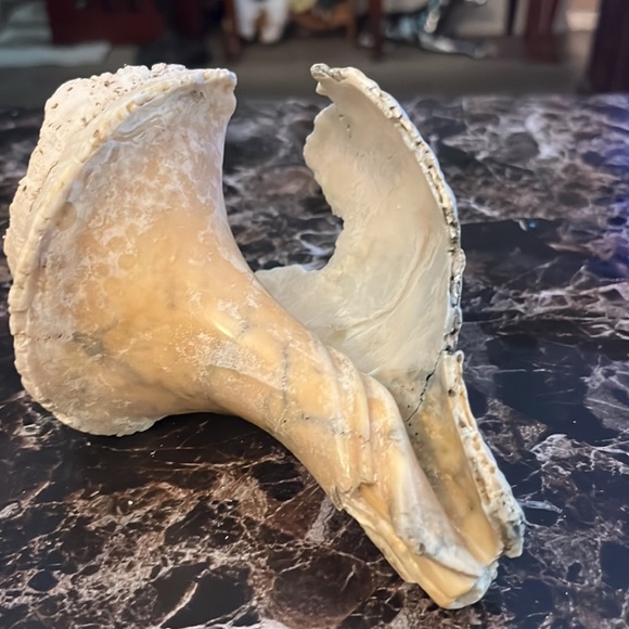 Sea shells - Picture 7 of 7